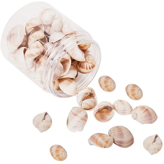 Conch Shell Beads, Undrilled/No Hole Beads
