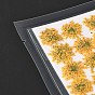 Pressed Dried Flowers, for Cellphone, Photo Frame, Scrapbooking DIY Handmade Craft
