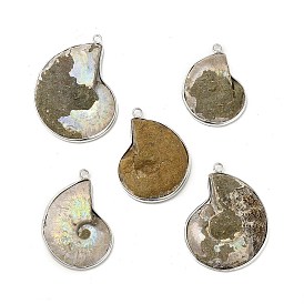 Natural Conch Fossil Pendants, Fossil Snail Charms, with Brass Findings, Shell