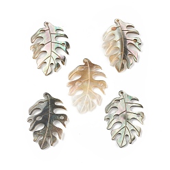 черная губная раковина Оболочки губ натуральный черный подвески, лист прелести, 33.5x23x2 мм, отверстие : 1.5 мм