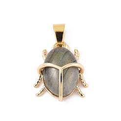 Лабрадорита Природные подвески лабрадорита, латунные чары bettle, золотые, 17.5x15x7.5 мм, отверстие : 5.5x3.5 мм