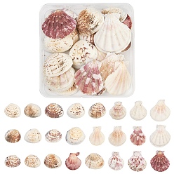 Морская Ракушка 100g 2 стили бусины из ракушек, бусины без отверстий , формы раковины, цвет морской раковины, 18~43x19~39x4~9 мм, 50 g / style