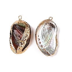 Кокосово-Коричневый Природные пауа оболочки подвески, подвески в форме ракушек с золотистыми железными петлями, кокосового коричневый, 25~39x13~22x4~6 мм, отверстие : 1.6~1.8 мм