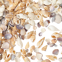 (52) Непрозрачная лаванда 150g 5 стили натуральные смешанные бусины из ракушек, без отверстия , формы раковины, разноцветные, 7~31x5~17x5~11 мм, о 30 г / стиль