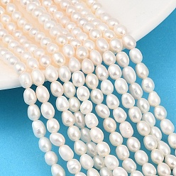 Папайя Оранжевый Нити из натурального культивированного пресноводного жемчуга, рис, класс 4а++, papayawhip, 4~4.5 мм, отверстие : 0.5 мм, около 62~81 шт / нитка, 13.19~13.98'' (33.5~35.5 см)