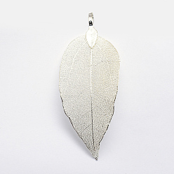 Серебро Латунные покрытые натуральными листьями большие подвески, долговечный, лист, серебряный цвет гальваническим, 52~86x23~46x0.5~3 мм, отверстие : 3x5.5 мм