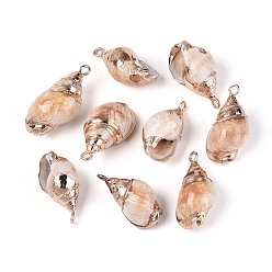 пшеница Подвески из натуральных ракушек с гальваническим покрытием, подвески в форме ракушек, с латунной фурнитурой , золотые, цвет пшеницы, 22~27x11~15x9~12 мм, отверстие : 1.6~1.8 мм