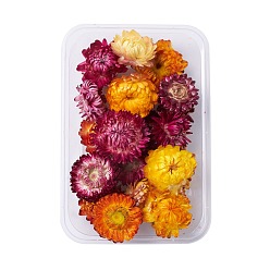Dried Flower Сухоцветы, аксессуары для изготовления мыла из свечей своими руками, с пластиковой прямоугольной коробкой, разноцветные, разноцветные, 2.1~4x2.7~4.4 см