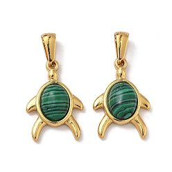 Золотой Синтетического малахита подвески, Подвески в виде черепах с 304 оправой из нержавеющей стали, золотые, 22.5x15x5.5 мм, отверстие : 8x3.5 мм