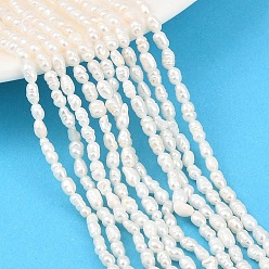 Папайя Оранжевый Нити из натурального культивированного пресноводного жемчуга, рис, класс a ++, papayawhip, 2~3 мм, отверстие : 0.5 мм, около 75~78 шт / нитка, 13.19~13.39'' (33.5~34 см)