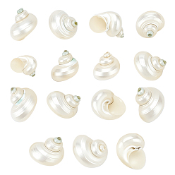 Спиральные Раковина 15 шт. мини-бусины из натуральных спиральных ракушек, без отверстия , 25x26.5x21 мм