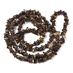 Coconut Brown Natural Freshwater Shell Beads Strands, Dyed, Chips, Coconut Brown, 2~6x4~14x4.5~8.5mm, Hole: 0.7~0.8mm, about 258~292pcs/strand, 31.10 inch~32.05 inch(79cm~81.4cm)