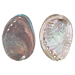 Разноцветный 2шт. Натуральные декоративные раковины морского ушка для демонстрации, украшения для дома, формы раковины, красочный, 103~104x66~73x20~21 мм