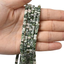 Камень с Зелеными Точками Натуральные зеленые пятна яшмовых нитей, квадратный, 4.5x4.5x2.5 мм, отверстие : 1 мм, около 46~51 шт / нитка, 14.57~15.35'' (37~39 см)