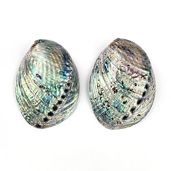 Раковина Естественно Paua стеклянные бусы, 100~140x80~100x30~45 мм, отверстие : 2~6 мм