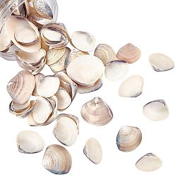 Medium Purple Clam Shell Beads, Undrilled/No Hole Beads, Medium Purple, 7~17x8~17x2~6mm, about 300g/box