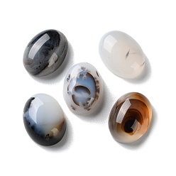 Дендритный Агат Натуральные дендритные агатовые кабошоны, половину овальной, 15.5~16x11.5~12x6 мм