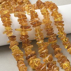 Янтарный Янтарные шарики нити, чип, 11~16x8~9x2~5 мм, отверстие : 0.8 мм, 15.16 дюйм (38.5 см)