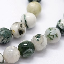 Tree Agate Natural Tree Agate Beads Strands, Round, 10mm, Hole: 1.2mm, about 37pcs/strand, 14.76 inch(37.5cm)