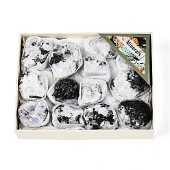 White Moonstone Образец минерального рога изобилия из натурального белого лунного камня, кластер необработанных кристаллов, Целебный кристалл в подарок для домашнего декора, с бумажной коробкой, 35~78x25~44x16~39 мм, о 11~18 шт / комплект