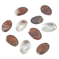 Color mezclado Decoraciones de exhibición de conchas de paua natural, accesorios de decoración para peceras, shell forma, color mezclado, 53~58x36~38x11 mm