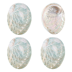 Light Sea Green 4Pcs Natural Shell Display Decorations, for Home Office Desktop Decoration, Shell Shape, Light Sea Green, 80x61x19mm