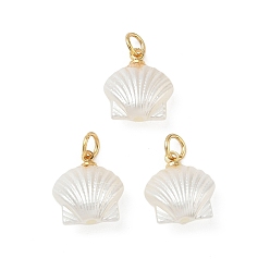 Золотой Подвески из искусственного жемчуга, шарм в форме ракушки, с открытыми пружинными кольцами из нержавеющей стали 304, кремово-белые, золотые, 14x12.5x6.5 мм, отверстие : 3.5 мм