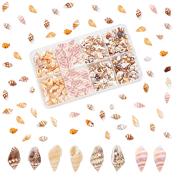 Mixed Color 240Pcs Natural Conch Shell Beads & 45Pcs Shell Pendants, Mixed Color, 7~25x3~10x3~12mm, Hole: 1mm