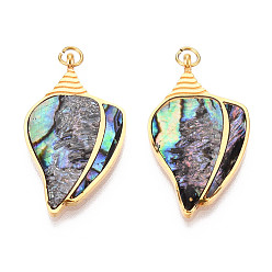 Раковина 304 подвески из натуральной ракушки пауа из нержавеющей стали, подвески-ракушки с соединительными кольцами, реальный 18 k позолоченный, ионное покрытие (ip), 28x15.5x3 мм, отверстие : 2.5 мм