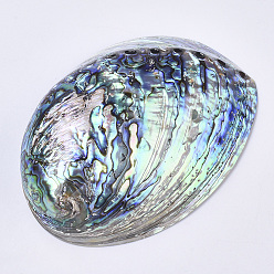 Colorful Natural Abalone Shell/Paua Shell Display Decoration, Home Decoration, Shell, Colorful, 124~125x89~91x37~43mm, Hole: 2.5~5mm