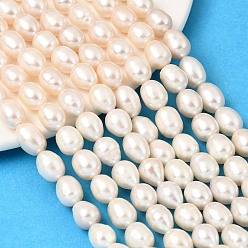 Класс AAA Нити из натурального культивированного пресноводного жемчуга, рис, papayawhip, класс AAA, 7~8 мм, отверстие : 0.6 мм, около 36~46 шт / нитка, 13.39~13.58'' (34~34.5 см)