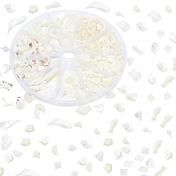 Seashell Color 5 Size Natural Trochid Shell/Trochus Shell Beads Strands, Bleach, Chip, Seashell Color, 2~25x4~34x1.5~15mm, Hole: 0.5~1mm, 269pcs/box