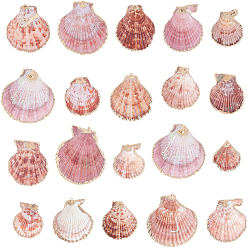 Сиена 30шт. подвески из натуральных разноцветных морских ракушек с гальваническим покрытием, подвески в форме ракушки с фурнитурой из железа, золотой свет, цвет охры, 33~54x28~48x7~11 мм, отверстие : 2 мм