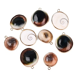 Chocolate Pendientes de concha de mar naturales, encantos ovales, con fornituras de latón, la luz de oro, chocolate, 25~34x19~28x6~11 mm, agujero: 2 mm