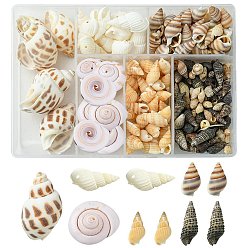 Mixed Color Natural Spiral Shell Beads, Mixed Shapes, Mixed Color, 159Pcs~174Pcs