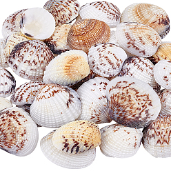 Морская Ракушка 40 шт. натуральной ракушки для украшения аквариума, цвет морской раковины, 20~31x22~36x5.5~9 мм