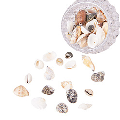 Mixed Color Mixed Natural Shell Bead Sets, Mixed Color, 16~65x8~29x8~27mm