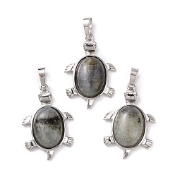 Лабрадорита Подвески из натурального лабрадора черепаховый драгоценный камень, с латунной фурнитурой , без кадмия и без свинца, платина, 33.5x22x7 мм, отверстие : 5 мм
