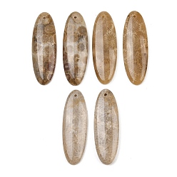 Oval Натуральные ископаемые коралловые подвески, подходящие подвески, овальные амулеты, 40x13.5x5 мм, отверстие : 1.2 мм