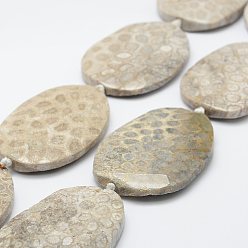 Old Lace Natural Fossil Coral Beads Strands, Dyed, Oval, Old Lace, 41.5~71x28~36x8.5~12mm, Hole: 3mm, 15.3 inch~16.1 inch(390~410mm)