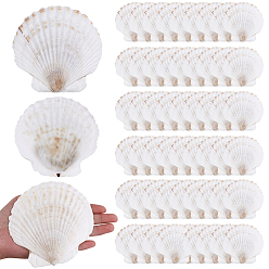 Морская Ракушка 60шт. декоративные тарелки из натуральной ракушки для ювелирных изделий, лоток для хранения колец, , Серьги, цвет морской раковины, 10.7~11.2x11.6~12.4x2~2.05 см