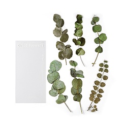 Цвет Оливы 6 шт. самоклеющиеся декоративные наклейки для растений, водонепроницаемые винтажные цветочные наклейки, для diy scrapbooking, оливковый, 200~202x52~89x0.1 мм