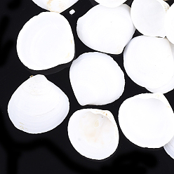 White Natural Ark Shell Beads, Sea Shell Beads, Undrilled/No Hole, Scallop, White, 28~47x30~49x9~14mm
