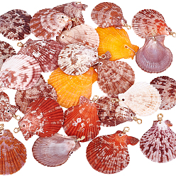 Золотой 25 шт. Подвески из натуральных ракушек, Подвески в форме ракушки с петлями из медной проволоки, золотые, 44~55 мм, отверстие : 3.1 мм