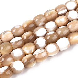 пшеница Натуральная оболочка из трохидных оболочек, баррель, цвет пшеницы, 9~10x8~10 мм, отверстие : 1 мм, около 40 шт / нитка, 15.75 дюйм (40 см)