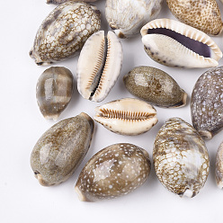 Camel Cowrie Shell Beads, Undrilled/No Hole Beads, Camel, 33~50x20~32x16~28mm