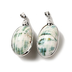 Дригие Морские Ракушки Гальванические подвески из натуральных ракушек, овальные подвески из латуни с платиновым покрытием и железной застежкой на дужках, 39x19x17 мм, отверстие : 6x4 мм