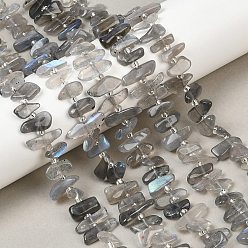 Лабрадорита Природные лабрадорита бисер нитей, класс А, чип, с бисером, 11~19x4~7x4~7 мм, отверстие : 0.8 мм, около 56~58 шт / нитка, 15.55~15.75 дюйм (39.5~40 см)