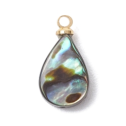 Teardrop Натуральные подвески из ракушек пауа, с латунными штифтовыми скобами, золотые, красочный, слеза, 15x8x3.5 мм, отверстие : 1.6 мм