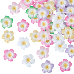 Gemischte Farbe Cabochons aus undurchsichtigem Harz mit Plumeria-Blüte, Gemischte Farbe, 29~30x29~30x7~8 mm, 40 Stück / Set